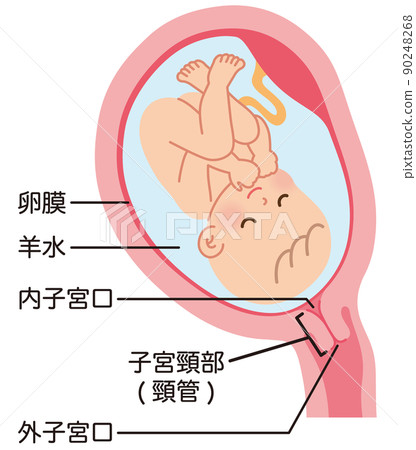 嬰兒在子宮裡 母親在懷孕期間的工作方式 分娩 90248268