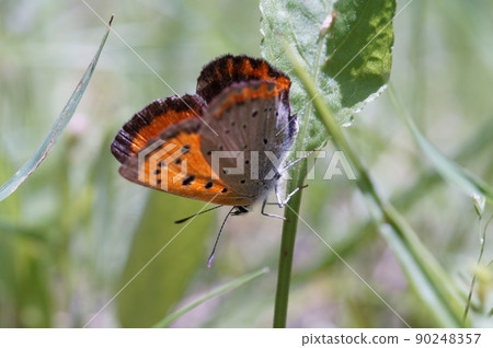 Lycaena phlaeas 90248357