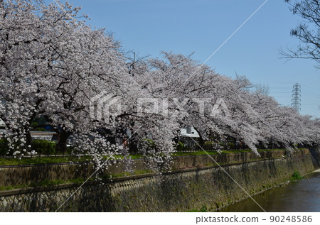 天神川的櫻花 天神川的櫻花 90248586