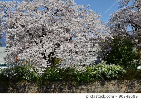 天神川的櫻花 天神川的櫻花 90248589