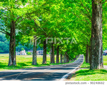 A row of Metasequoia trees, fresh green Makino Plateau 90248682