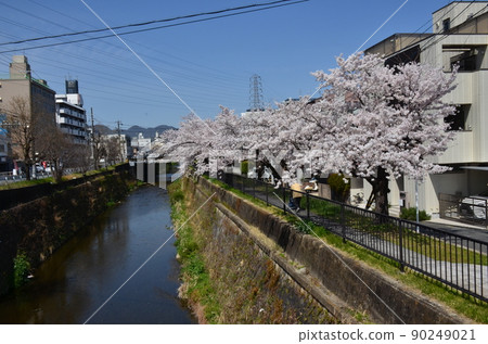 天神川的櫻花 90249021