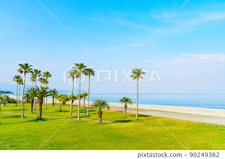 [Mie Prefecture] Shichiri Mihama Coast Palm Trees 90249362