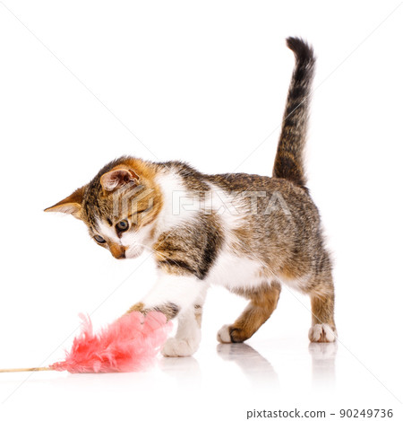 Domestic kitten stands on a white background and focused catches the paw of a pink toy. 90249736
