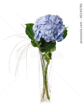 Blue hydrangea stands in a tall glass vase on a white background. Blue hydrangea stands in a tall glass vase on a white background. 90249766