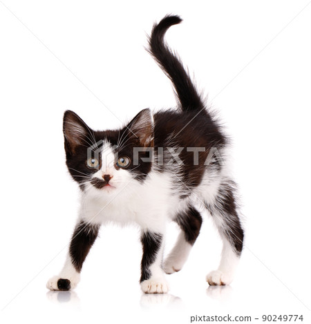 Portrait of a playful focused black and white kitten who wants to attack. Isolated on a white background. 90249774
