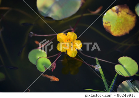 Note) The large round leaves are lotus. Japanese aquatic plant "Asaza no Hana", medaka breeding, biotope. Note) The large round leaves are lotus. Japanese aquatic plant "Asaza no Hana", medaka breeding, biotope. 90249915