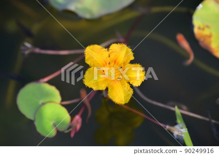 Note) The large round leaves are lotus. Japanese aquatic plant "Asaza no Hana", medaka breeding, biotope. Note) The large round leaves are lotus. Japanese aquatic plant "Asaza no Hana", medaka breeding, biotope. 90249916