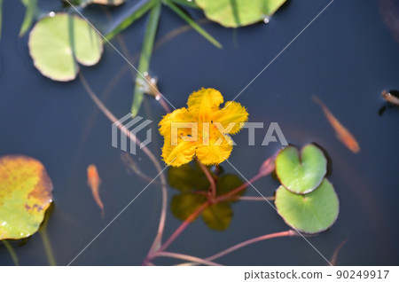 Note) The large round leaves are lotus. Japanese aquatic plant "Asaza no Hana", medaka breeding, biotope. Note) The large round leaves are lotus. Japanese aquatic plant "Asaza no Hana", medaka breeding, biotope. 90249917