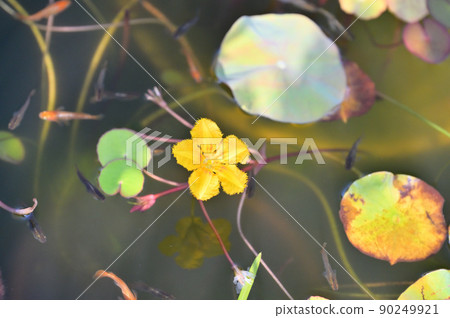 注）大圓葉為荷花。日本水生植物“Asaza no Hana”，青鱂養殖，生境。 90249921