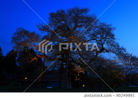 Oshu City, Iwate Prefecture Illuminated seed sowing cherry blossoms Oshu City, Iwate Prefecture Illuminated seed sowing cherry blossoms 90249991