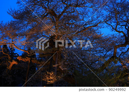 Oshu City, Iwate Prefecture Illuminated seed sowing cherry blossoms Oshu City, Iwate Prefecture Illuminated seed sowing cherry blossoms 90249992