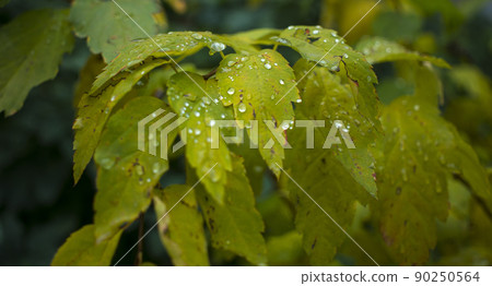 water drops on green natural leave. Ross drops in green grass, bright bokeh. water drops on green natural leave. Ross drops in green grass, bright bokeh. 90250564