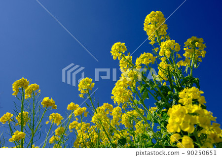 盛開的藍天下的油菜花 90250651
