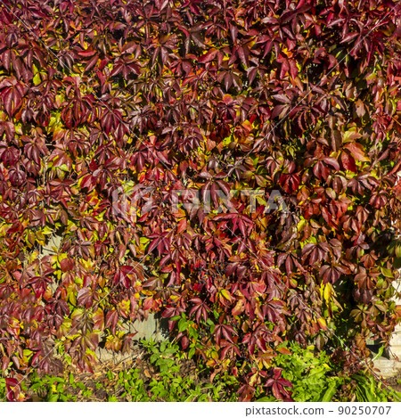 Parthenocissus quinquefolia, known as Virginia creeper, Victoria creeper, five-leaved ivy. Red foliage background red wooden wall. Natural background. 90250707