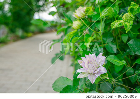 Tessen Tessen 90250809