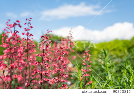 Huquela flowers 90250815