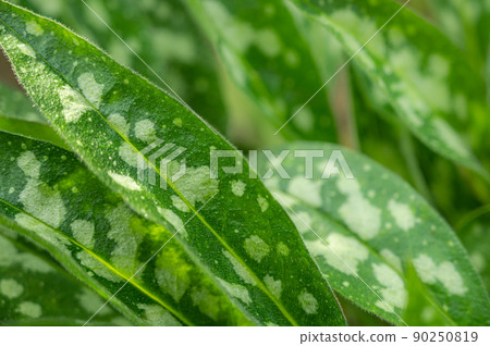 Plumonia leaves Plumonia leaves 90250819