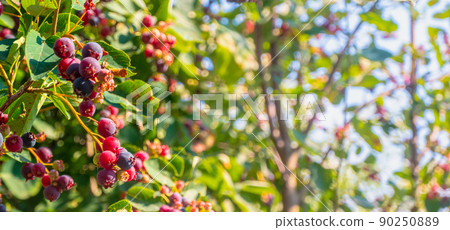 branch of colored ripe berries of shadberry branch of colored ripe berries of shadberry 90250889