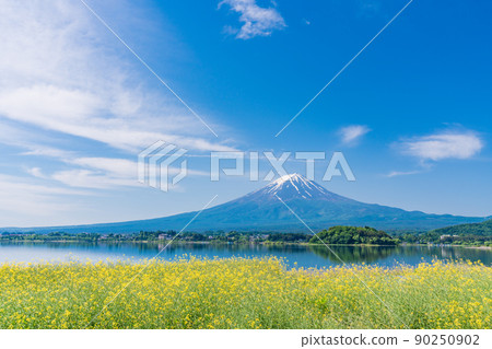 (Yamanashi Prefecture) Rape blossoms and Mt. Fuji 90250902