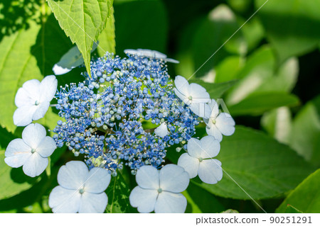 Hydrangea Hydrangea 90251291