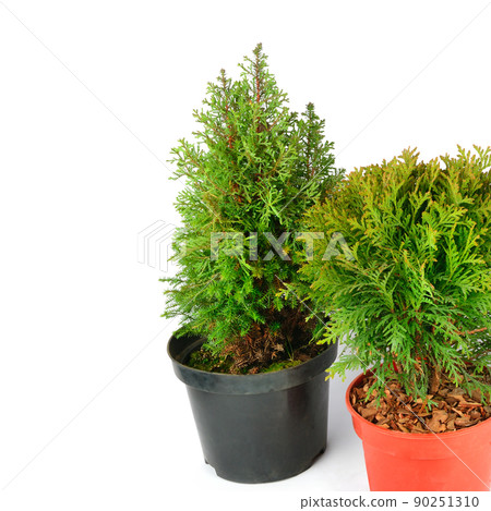 Cypress and thuja in flowerpot pot isolated on white .Place for your text. 90251310