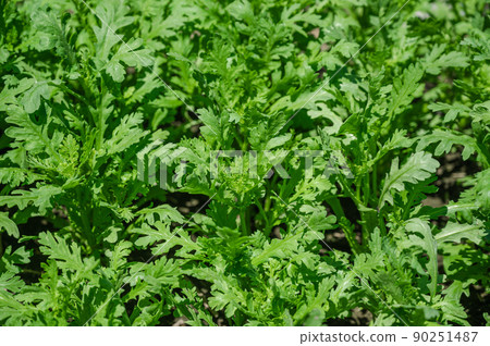 Harunagi in the field Harunagi in the field 90251487