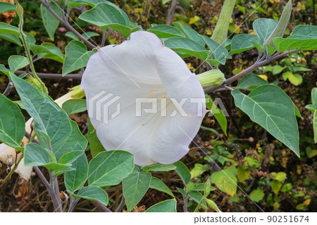 Datura Angels Trumpet. White flowers in organic garden with blurred effect background. Close up. Datura Angels Trumpet. White flowers in organic garden with blurred effect background. Close up. 90251674