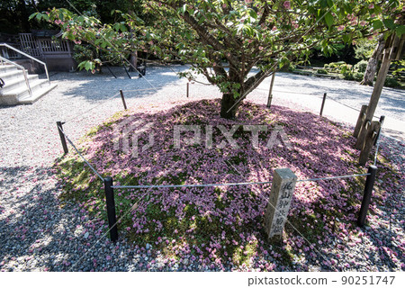 菊花盛開的小山神社 菊花盛開的小山神社 90251747