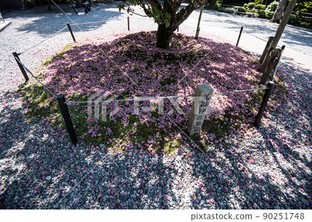 菊花盛開的小山神社 菊花盛開的小山神社 90251748