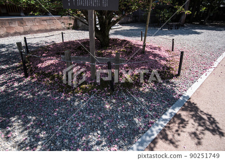 菊花盛開的小山神社 菊花盛開的小山神社 90251749
