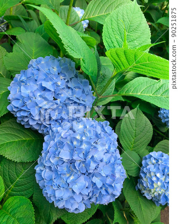 Hakusan Shrine, a famous place for hydrangea in Tokyo Hakusan Hakusan Shrine, a famous place for hydrangea in Tokyo Hakusan 90251875