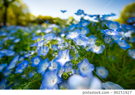 Nemophila 90251927