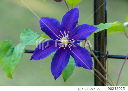 Pretty Tessen (Clematis) Pretty Tessen (Clematis) 90252025