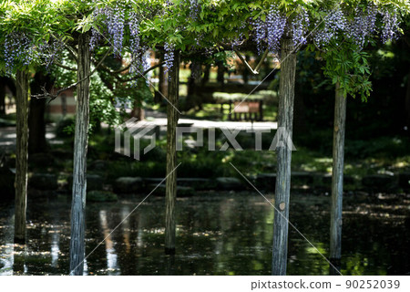 紫藤花盛開的小山神社 紫藤花盛開的小山神社 90252039