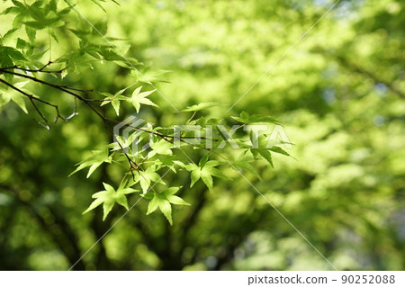 藍楓 藍楓 90252088