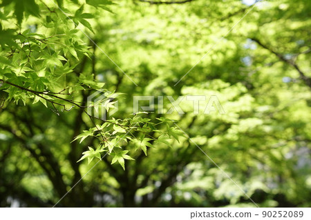 藍楓 90252089