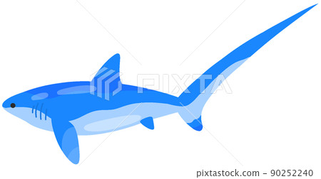 Thresher shark 90252240