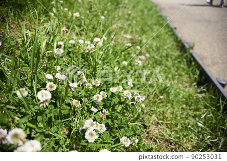 White clover, weeds, banks, clovers, up White clover, weeds, banks, clovers, up 90253031