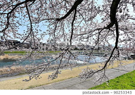 Row of cherry blossom trees in Kamogawa Row of cherry blossom trees in Kamogawa 90253343