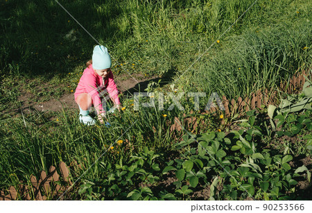 Child look at vegetable seedlings in the garden. Gardening with children, farming and harvesting. Copy space 90253566