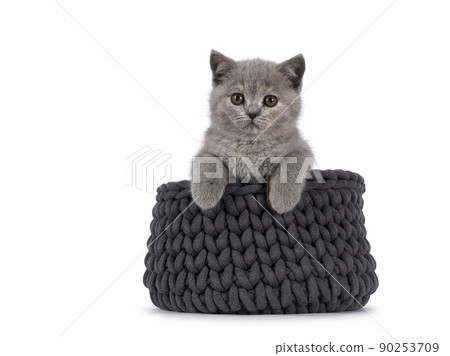 British Shorthair kitten on white background 90253709