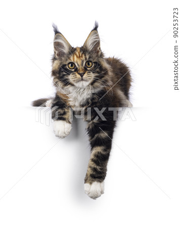 Tortie Maine Coon cat kitten on white 90253723