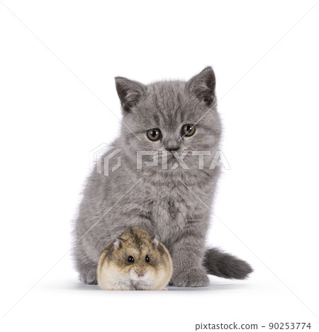 British Shorthair kitten on white background 90253774