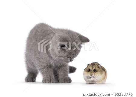 British Shorthair kitten on white background British Shorthair kitten on white background 90253776