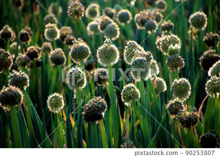Welsh onion shaved in the setting sun Itoshima scenery 2 Welsh onion shaved in the setting sun Itoshima scenery 2 90253807