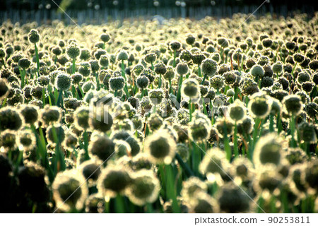 夕陽下的大蔥 糸島風景 4 90253811