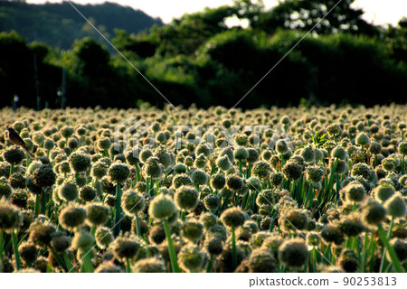 夕陽下的大蔥 糸島風景 5 夕陽下的大蔥 糸島風景 5 90253813