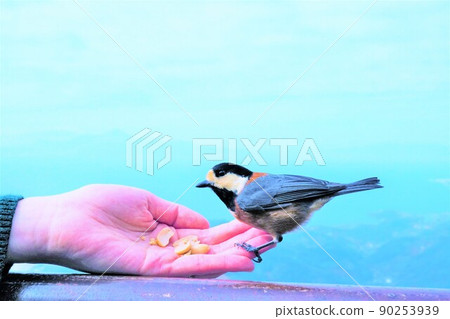 以大海為背景，在金風山頂吃婦女擁有的各種山雀花生 90253939