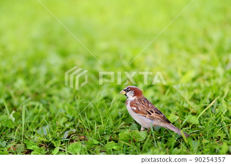 Sparrow on the grass meadow. Birds on wildlife. Sparrow on the grass meadow. Birds on wildlife. 90254357